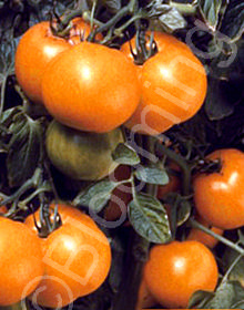 Solanum lycopersicum 'Orange Blossom'